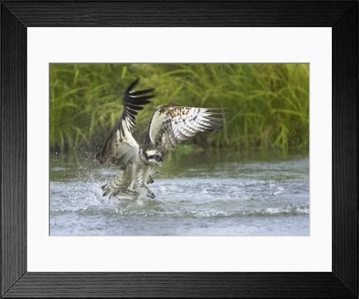 Framed Print : Osprey - Catching Fish Pandion haliaetus Finland BI014702 Framed Print : Osprey - Catching Fish Pandion haliaetus Finland BI014702