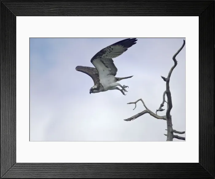 Framed Print : Osprey - Diving for Fish Pandion haliaetus Finland BI014734 Framed Print : Osprey - Diving for Fish Pandion haliaetus Finland BI014734