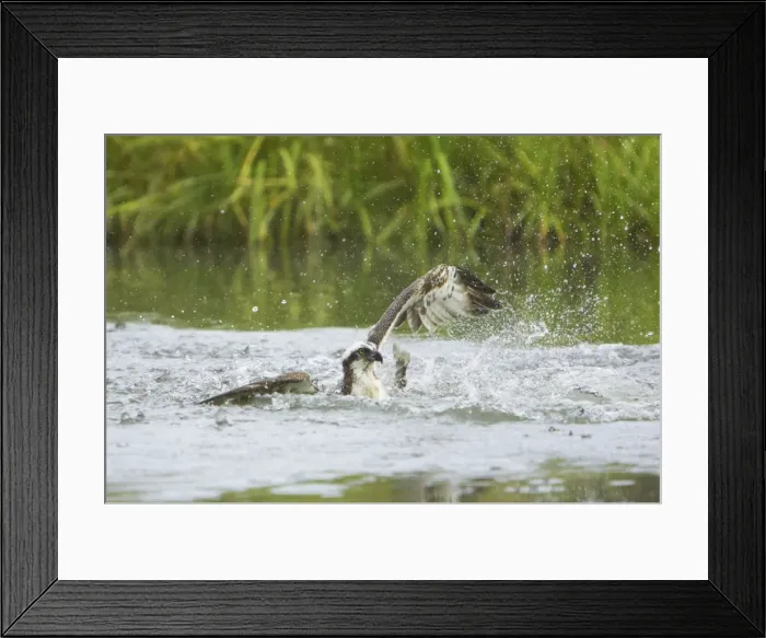 Framed Print : Osprey - Catching Fish Pandion haliaetus Finland BI014758