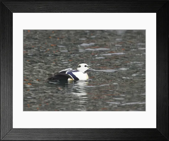Framed Print : Steller's Eider - Drake in snow flurry Polysticta stelleri Varanger Fjord, Norway BI013949 Framed Print : Steller's Eider - Drake in snow flurry Polysticta stelleri Varanger Fjord, Norway BI013949