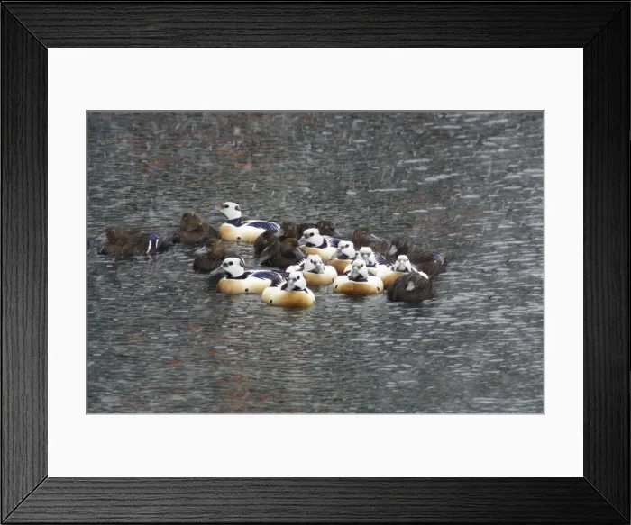 Framed Print : Steller's Eider - Flock in snow flurry Polysticta stelleri Varanger Fjord, Norway BI013963 Framed Print : Steller's Eider - Flock in snow flurry Polysticta stelleri Varanger Fjord, Norway BI013963
