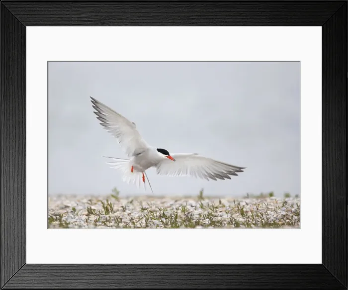 Framed Print : Common Tern - Coming in to land at breeding site Sterna hirundo Texel, Netherlands BI014095 Framed Print : Common Tern - Coming in to land at breeding site Sterna hirundo Texel, Netherlands BI014095