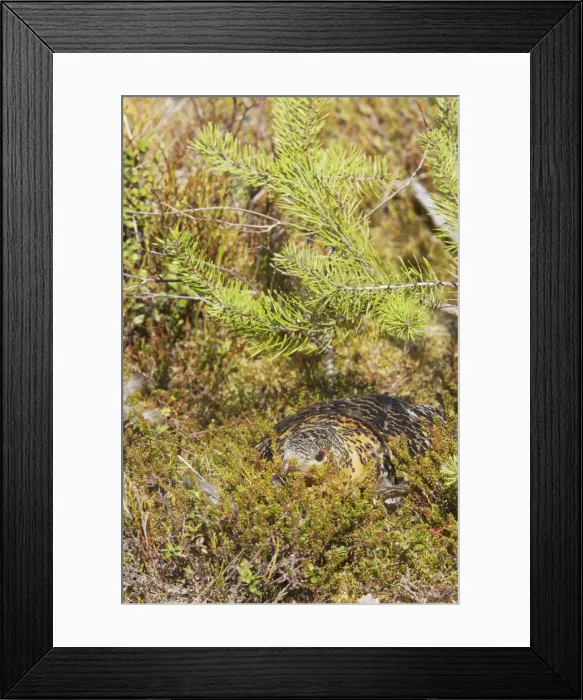 Framed Print : Capercaille - Hen on Nest Tetrao urogallus Finland BI014187 Framed Print : Capercaille - Hen on Nest Tetrao urogallus Finland BI014187