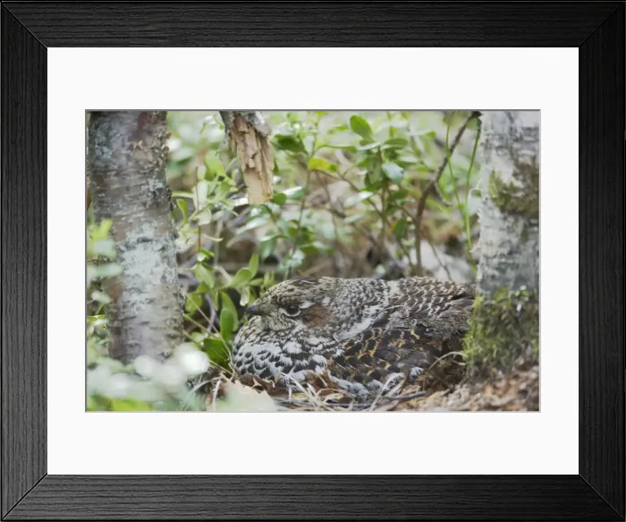 Framed Print : Hazelhen or Hazel Grouse - Female on Nest Tetrastes bonasia Finland BI014199 Framed Print : Hazelhen or Hazel Grouse - Female on Nest Tetrastes bonasia Finland BI014199