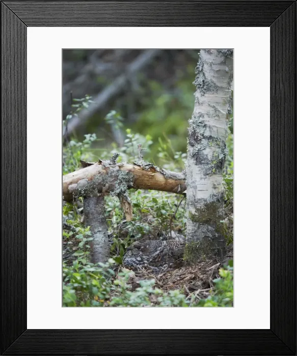 Framed Print : Hazelhen or Hazel Grouse - Female on Nest Tetrastes bonasia Finland BI014204 Framed Print : Hazelhen or Hazel Grouse - Female on Nest Tetrastes bonasia Finland BI014204
