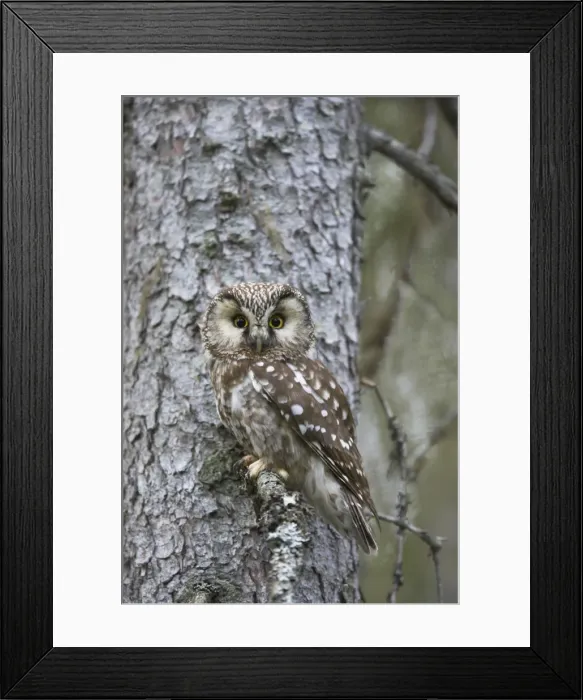 Framed Print : Tengmalm's Owl Aegolius funereus Oulu Region, Finland BI014251 Framed Print : Tengmalm's Owl Aegolius funereus Oulu Region, Finland BI014251