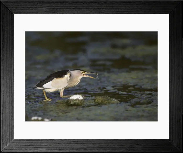 Framed Print : Little Bittern - Fishing for Tadpoles Lesbos, Greece BI006881 Framed Print : Little Bittern - Fishing for Tadpoles Lesbos, Greece BI006881