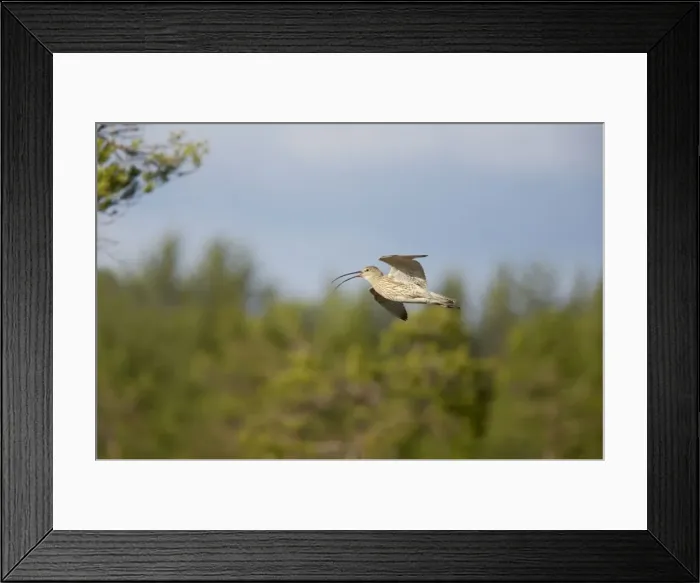 Framed Print : Curlew - Calling In Flight Numenius arquata Oulu Region, Finland BI014291 Framed Print : Curlew - Calling In Flight Numenius arquata Oulu Region, Finland BI014291