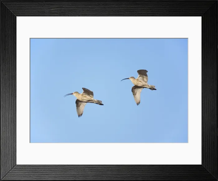 Framed Print : Curlew - In Flight Numenius arquata Oulu Region, Finland BI014296 Digital Combination Framed Print : Curlew - In Flight Numenius arquata Oulu Region, Finland BI014296 Digital Combination