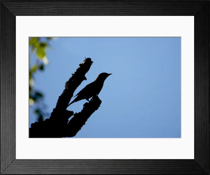 Framed Print : Wryneck - Silhouette Jynx torquilla Finland BI014600 Framed Print : Wryneck - Silhouette Jynx torquilla Finland BI014600