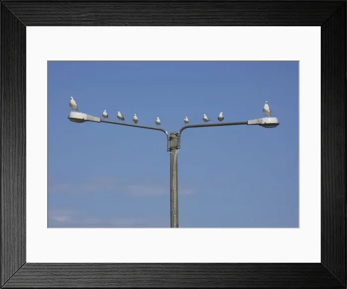Framed Print : Common & Herring Gulls (Larus argentatus) on Lampost Hailuoto Island, Finland BI014603 Framed Print : Common & Herring Gulls (Larus argentatus) on Lampost Hailuoto Island, Finland BI014603