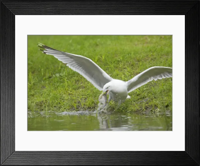 Framed Print : Herring Gull - With Trout Stolen from Fish Farm Pool Larus argentatus Finland BI014998 Framed Print : Herring Gull - With Trout Stolen from Fish Farm Pool Larus argentatus Finland BI014998