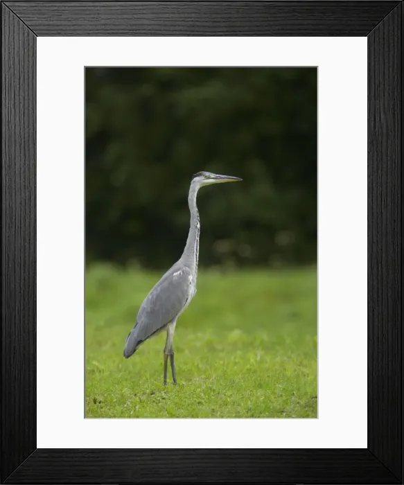 Framed Print : Grey Heron Ardea cinerea Finland BI015007 Framed Print : Grey Heron Ardea cinerea Finland BI015007