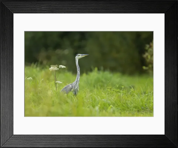 Framed Print : Grey Heron Ardea cinerea Finland BI015008 Framed Print : Grey Heron Ardea cinerea Finland BI015008