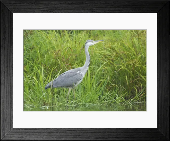 Framed Print : Grey Heron Ardea cinerea Finland BI015011 Framed Print : Grey Heron Ardea cinerea Finland BI015011