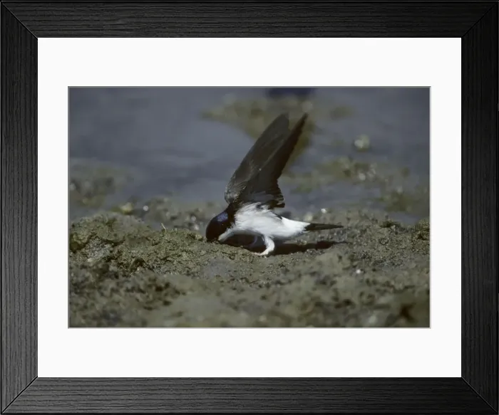 Framed Print : House Martin - Collecting Mud for Nest Lesbos, Greece BI006896 Framed Print : House Martin - Collecting Mud for Nest Lesbos, Greece BI006896