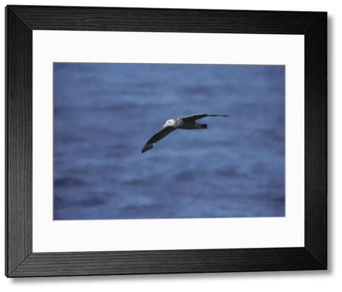 Framed Print : Southern Giant Petrel - In Flight Antarctica BI006890 Framed Print : Southern Giant Petrel - In Flight Antarctica BI006890