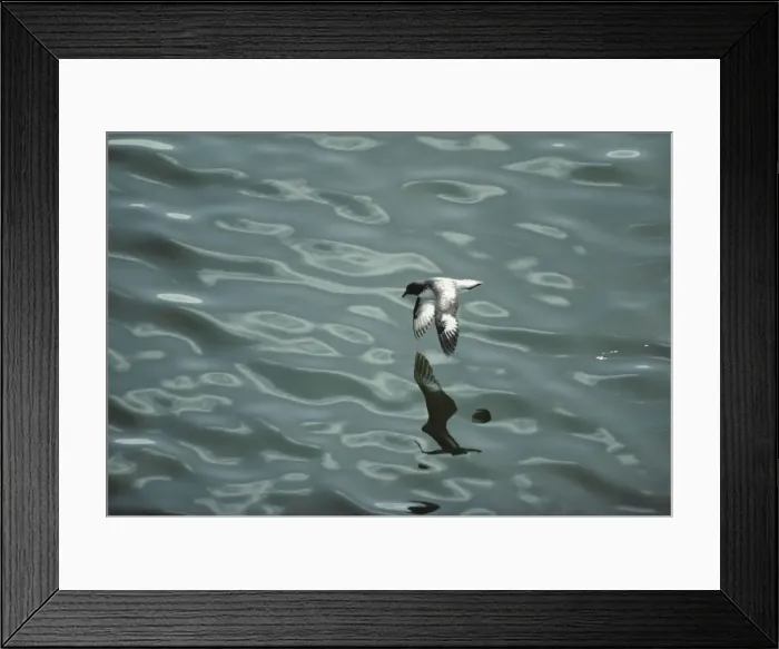 Framed Print : Pintado Petrel - In Flight over Sea Antarctica BI006887 Framed Print : Pintado Petrel - In Flight over Sea Antarctica BI006887