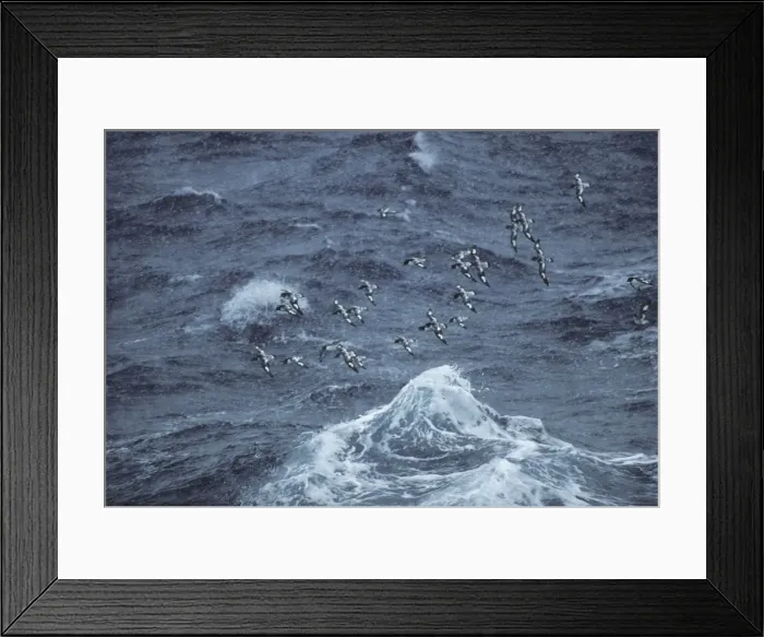 Framed Print : Pintado Petrel - Flock in Snowstorm Antarctica BI006888 Framed Print : Pintado Petrel - Flock in Snowstorm Antarctica BI006888