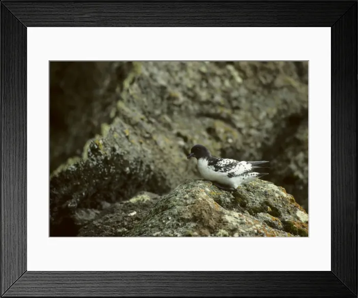 Framed Print : Pintado Petrel - Deception Island Antarctica BI005982 Framed Print : Pintado Petrel - Deception Island Antarctica BI005982