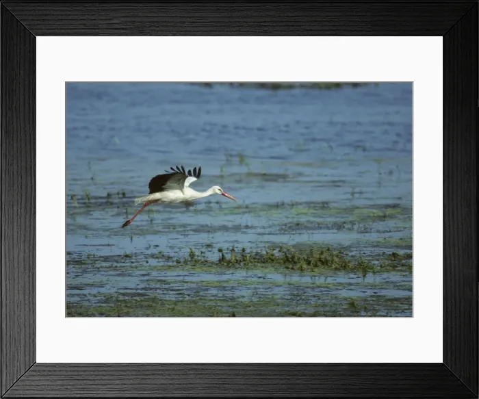 Framed Print : White Stork - Coming in to land Biebrza Marsh, Poland BI006894 Framed Print : White Stork - Coming in to land Biebrza Marsh, Poland BI006894