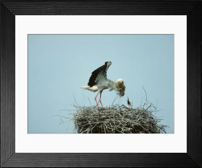 Framed Print : White Stork - Bringing nesting material to nest Biebrza Marsh, Poland BI006115 Framed Print : White Stork - Bringing nesting material to nest Biebrza Marsh, Poland BI006115