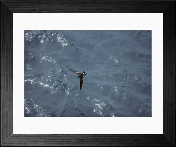 Framed Print : Wilson's Storm Petrel - In Flight Over Sea Antarctica BI006891 Framed Print : Wilson's Storm Petrel - In Flight Over Sea Antarctica BI006891
