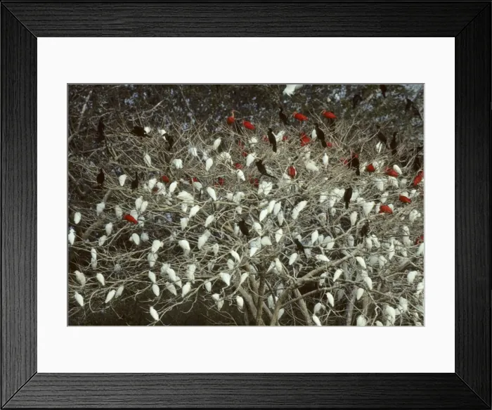 Framed Print : Mixed Egret, Ibis and Cormorant Roost Llanos, Venezuela BI006920 Framed Print : Mixed Egret, Ibis and Cormorant Roost Llanos, Venezuela BI006920