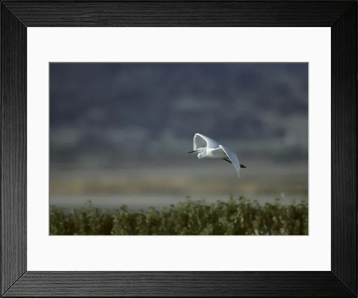 Framed Print : Little Egret - In Flight Lesbos, Greece BI006919 Framed Print : Little Egret - In Flight Lesbos, Greece BI006919