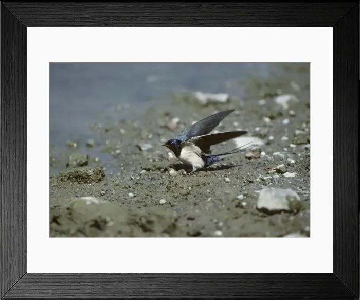 Framed Print : Swallow - Collecting Mud for Nest Lesbos, Greece BI006897 Framed Print : Swallow - Collecting Mud for Nest Lesbos, Greece BI006897