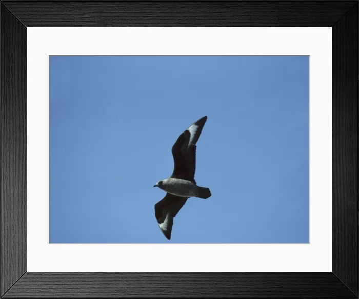 Framed Print : Antarctic / Great Skua - In flight Deception Island, Antarctica BI006893 Framed Print : Antarctic / Great Skua - In flight Deception Island, Antarctica BI006893