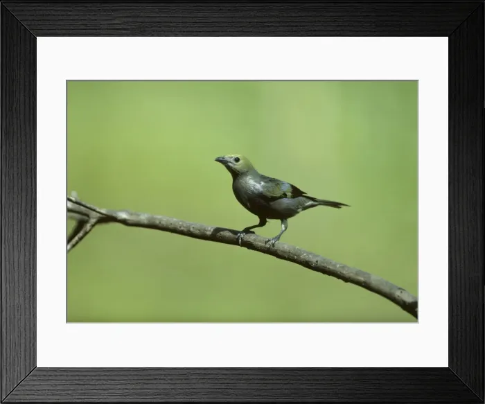 Framed Print : Palm Tanager Trinidad BI006918 Framed Print : Palm Tanager Trinidad BI006918