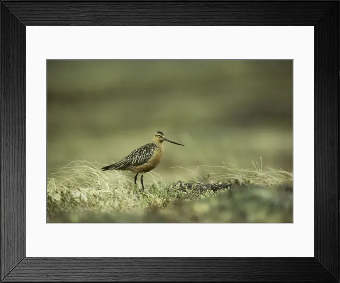 Framed Print : Bar Tailed Godwit Siberia, Russia BI006514 Framed Print : Bar Tailed Godwit Siberia, Russia BI006514