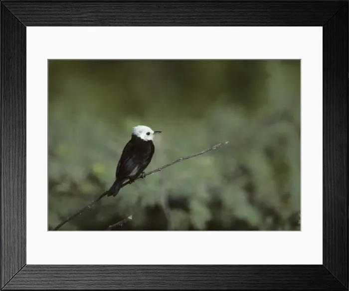 Framed Print : White Headed Marsh Tyrant Llanos, Venezuela BI006320 Framed Print : White Headed Marsh Tyrant Llanos, Venezuela BI006320