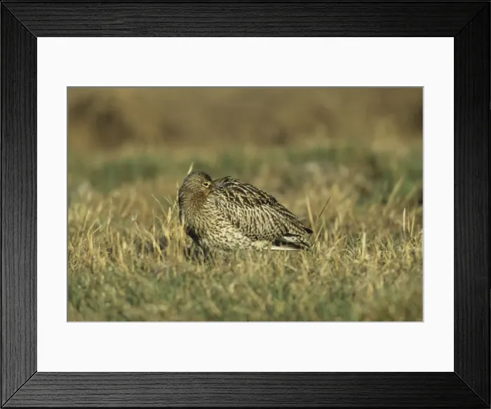 Framed Print : Curlew - Roosting Oulu Region, Finland BI006448 Framed Print : Curlew - Roosting Oulu Region, Finland BI006448