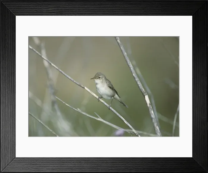 Framed Print : Olivaceous Warbler - Lesbos, Greece BI006373 Framed Print : Olivaceous Warbler - Lesbos, Greece BI006373