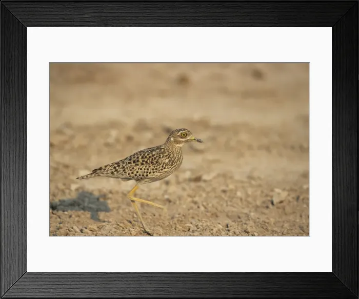 Framed Print : Spotted Dikkop - Running - Etosha National Park, Namibia, Africa BI008595 Framed Print : Spotted Dikkop - Running - Etosha National Park, Namibia, Africa BI008595