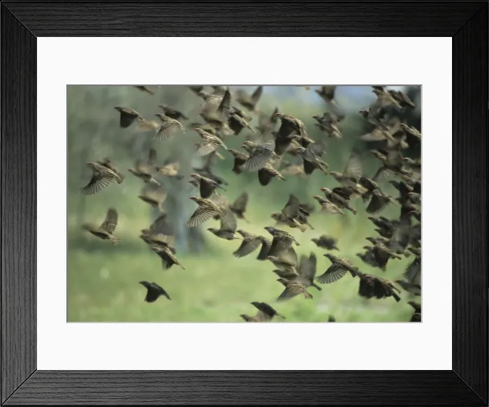 Framed Print : Red Billed Quelea - Flock leaving waterhole Etosha National Park, Namibia, Africa BI008599 Framed Print : Red Billed Quelea - Flock leaving waterhole Etosha National Park, Namibia, Africa BI008599