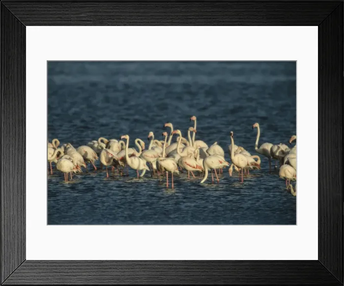 Framed Print : Greater Flamingo - Flock feeding - Walvis Bay, Namibia, Africa BI004835 Framed Print : Greater Flamingo - Flock feeding - Walvis Bay, Namibia, Africa BI004835