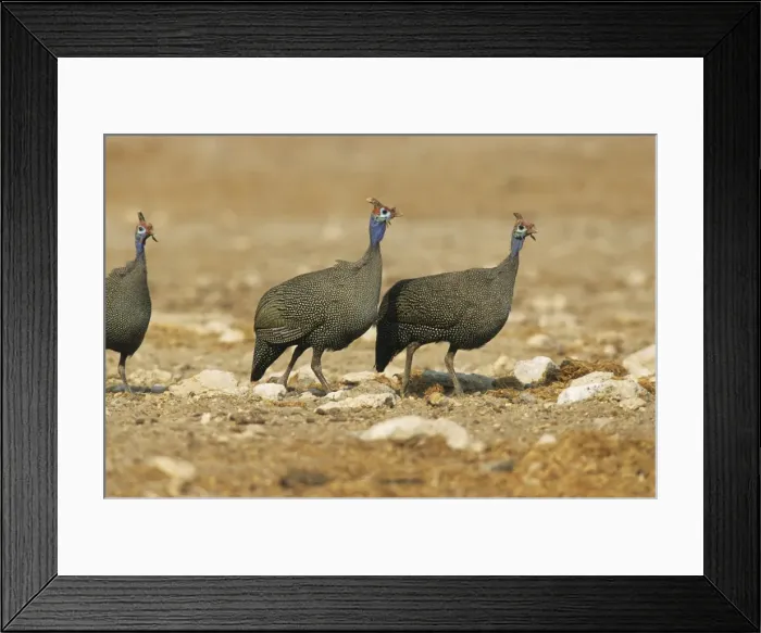 Framed Print : Helmeted Guineafowl - Etosha National Park, Namibia, Africa BI008596 Framed Print : Helmeted Guineafowl - Etosha National Park, Namibia, Africa BI008596