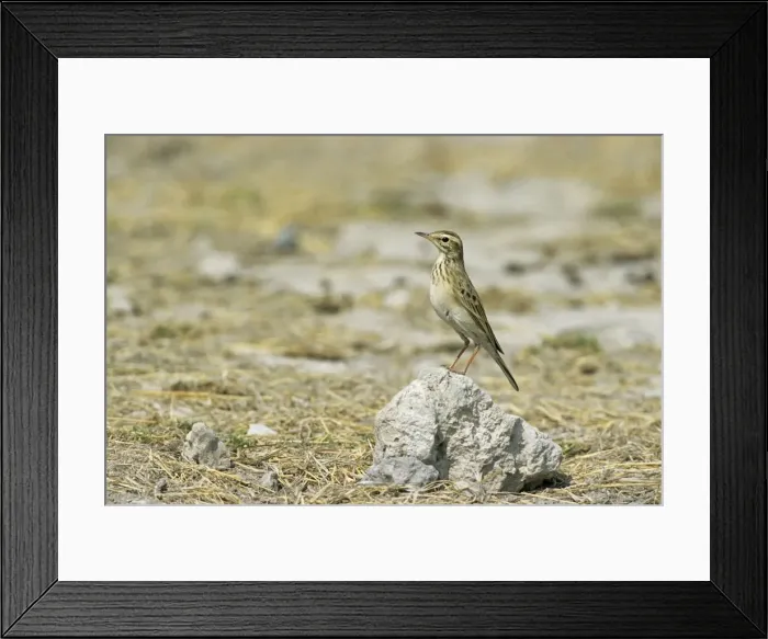 Framed Print : Richard's Pipit - Etosha National Park, Namibia, Africa BI008588 Framed Print : Richard's Pipit - Etosha National Park, Namibia, Africa BI008588
