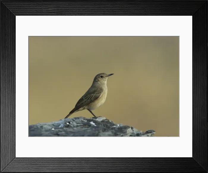 Framed Print : Familiar Chat - Etosha National Park, Namibia, Africa BI008589 Framed Print : Familiar Chat - Etosha National Park, Namibia, Africa BI008589