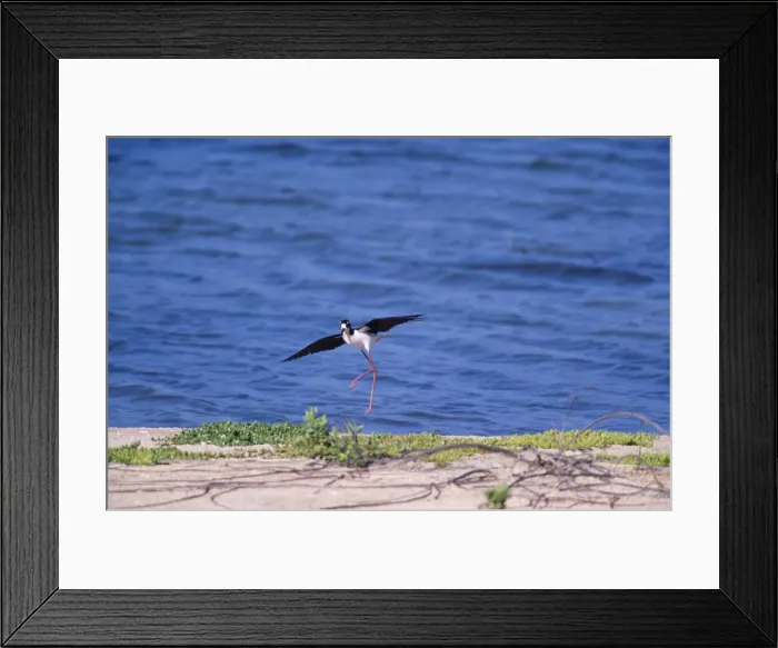 Framed Print : Hawaiian Stilt - Landing (Hawaiian endemic Kuaua'i Island, Hawaii)