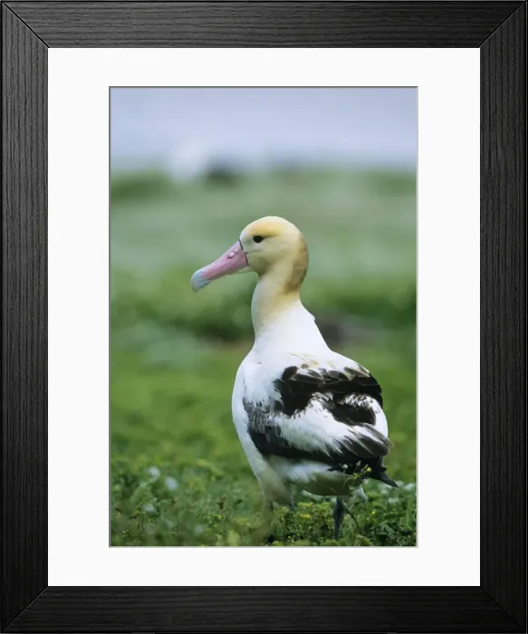 Framed Print : Short-tailed Albatross Midway Pacific Framed Print : Short-tailed Albatross Midway Pacific