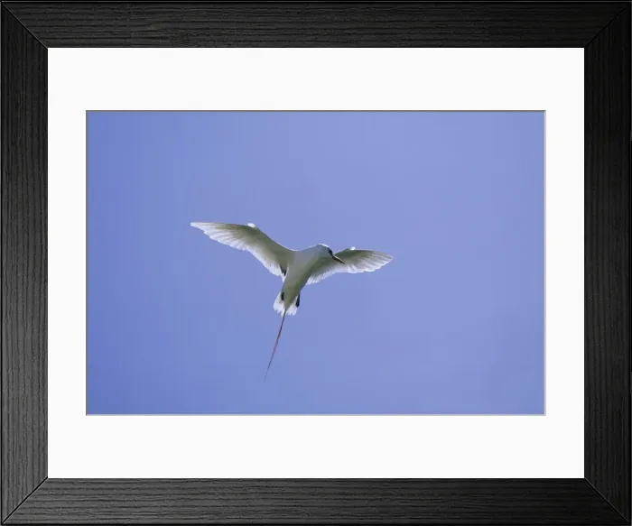 Framed Print : Red Tailed Tropicbird - Display Flight Midway island, Pacific Ocean BI006898 Framed Print : Red Tailed Tropicbird - Display Flight Midway island, Pacific Ocean BI006898