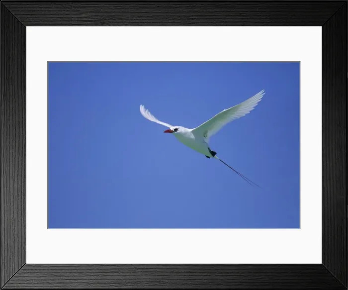 Framed Print : Red Tailed Tropicbird - In Flight Midway island, Pacific Ocean BI006900 Framed Print : Red Tailed Tropicbird - In Flight Midway island, Pacific Ocean BI006900