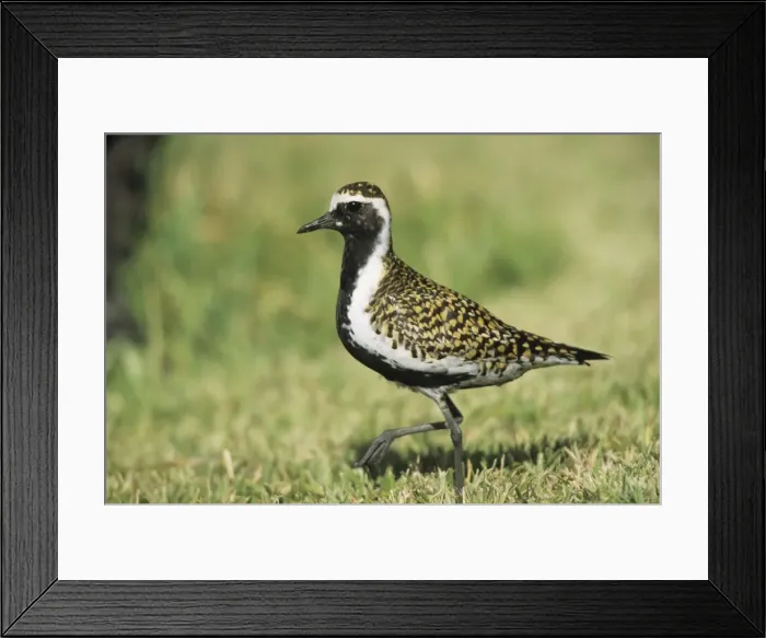 Framed Print : Pacific Golden Plover Midway Island, Pacific Ocean Framed Print : Pacific Golden Plover Midway Island, Pacific Ocean