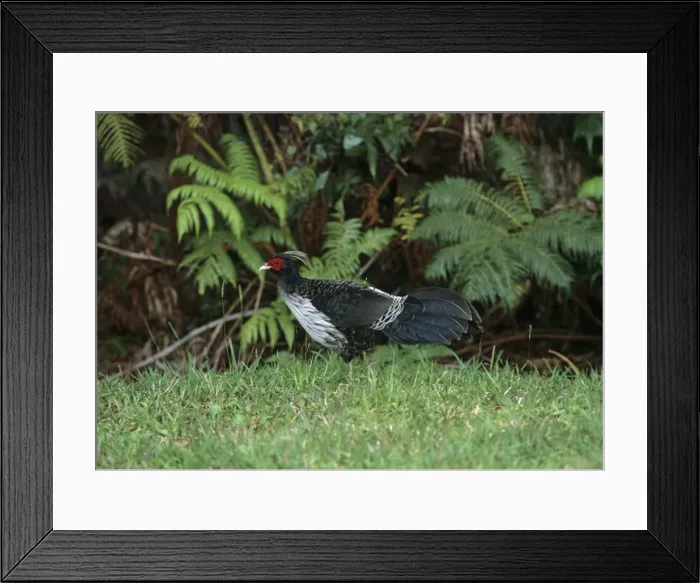 Framed Print : Kalij Pheasant - Introduced Species Kaua'i Island, Hawaaii BI006913 Framed Print : Kalij Pheasant - Introduced Species Kaua'i Island, Hawaaii BI006913