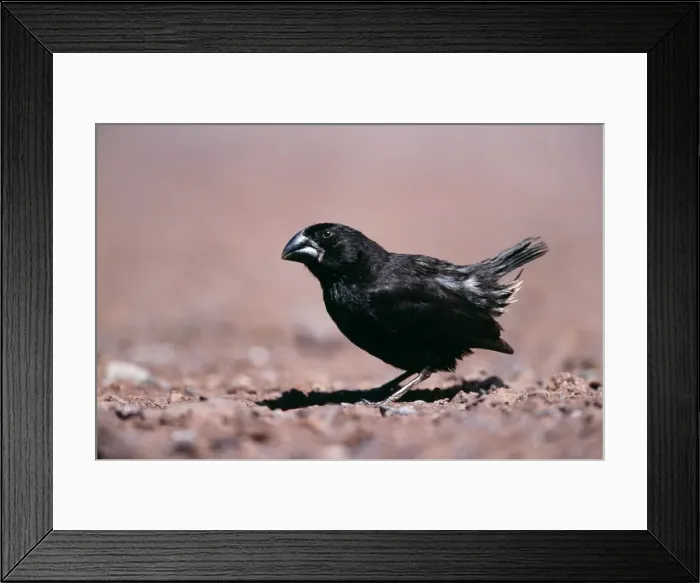 Framed Print : Large Ground Finch Male Santa Cruz Island, Galapagos Framed Print : Large Ground Finch Male Santa Cruz Island, Galapagos