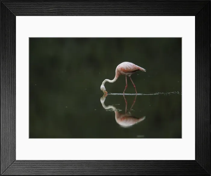 Framed Print : Greater Flamingo - Feeding in shallow lake Floreana island, Galapagos BI002211 Framed Print : Greater Flamingo - Feeding in shallow lake Floreana island, Galapagos BI002211